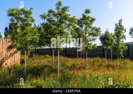 Junge Bäume auf farbenfroher Wiese mit rotem Mohn und blauen Unsterblichen. Stockfoto