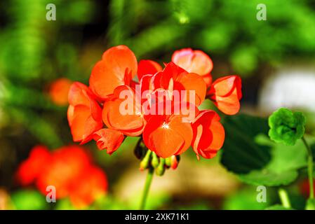 Blühende scharlachrote Geranie mit grünen Blättern. Stockfoto