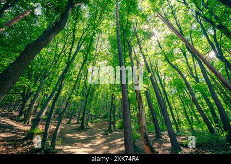 Sonnenlicht strömt durch das dichte Baldachin eines üppigen Buchenwaldes im Boyana Park, Sofia, Bulgarien. Stockfoto