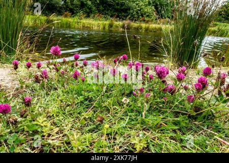 Ein Klumpen Rotklee, Trifolium pratense, wächst auf den Bäcken des Royal Canal, Cloondara, Longford, Irland. Stockfoto