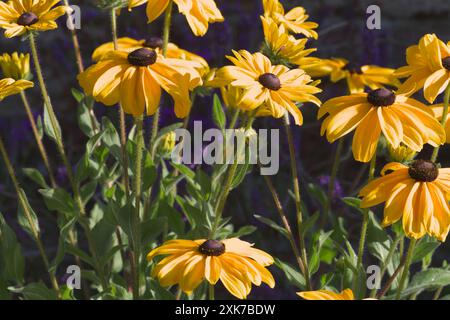 Gelbe Rudbeckia-Blüten, allgemein bekannt als Coneflower und Schwarzäugige Susans, blühen im Sommer Großbritanniens. Eine Staude aus der Familie der Asteraceae Stockfoto