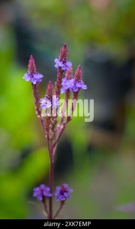 Schöne Blüte eines blauen Eisenkraut, Nahaufnahme Stockfoto