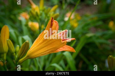 Bunte Lilienblüten im Garten an einem sonnigen Sommertag. Selektiver Fokus. Stockfoto