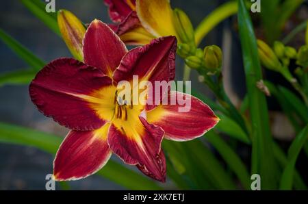 Bunte Lilienblüten im Garten an einem sonnigen Sommertag. Selektiver Fokus. Stockfoto