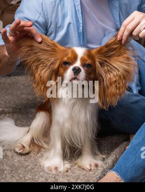 Kleiner Hund Kavalier König Charles Spaniel schaut scharf in die Kamera, männliche Hände mit Hundelohren hoch. Stockfoto