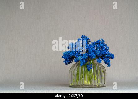 Zartes Bouquet. Muscari-Geocypts in einer Glasvase auf hellgrauem Hintergrund. Zärtlichkeit. Frischer Duft des Frühlings. Ruhiges Stillleben. Hyazinthen Stockfoto