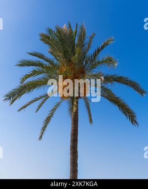 Blick von unten auf eine tropische Palme und ihre Früchte an einem sonnigen Tag vor einem blauen Himmel Stockfoto