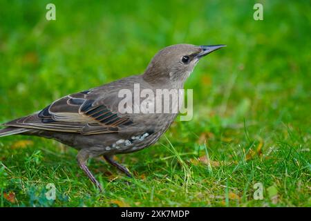 Jungstern sturnus vulgaris im Profil, ruht auf der Wiese Stockfoto