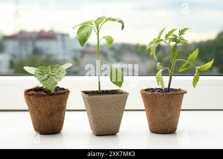 Tomaten-, Pfeffer- und Gurkensetzlinge wachsen in Töpfen auf Fensterbank, Nahaufnahme Stockfoto