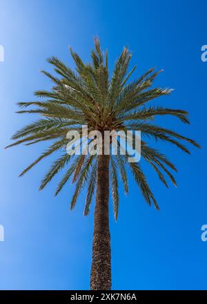 Blick von unten auf eine tropische Palme und ihre Früchte an einem sonnigen Tag vor einem blauen Himmel Stockfoto