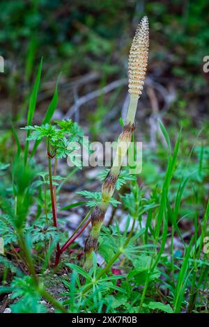 Großer Schachtelhalm (Equisetum telmateia), Equisetaceae. Krautiger Farn, Wildpflanze. Stockfoto