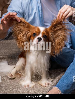 Kleiner Hund Kavalier König Charles Spaniel schaut scharf in die Kamera, männliche Hände mit Hundelohren hoch. Stockfoto