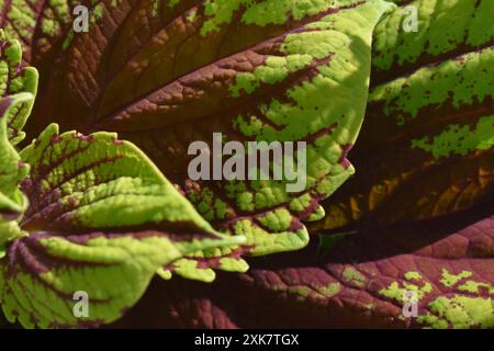 Nahaufnahme der Blätter einer Coleus-Pflanze, Teil der Minzfamilie. Abstrakter Hintergrund. Stockfoto