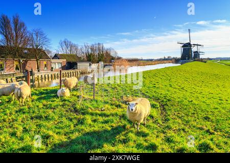 Ländliche Landschaft - Blick auf eine Herde Schafe auf dem Hintergrund der Mühlen an einem sonnigen Tag, die Niederlande Stockfoto