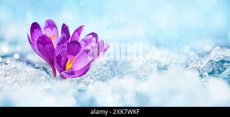 Krokusse - blühende lila Blüten, die sich im Frühjahr unter dem Schnee ihren Weg bahnten, Nahaufnahme mit Platz für Text Stockfoto