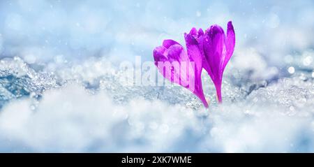 Krokusse - blühende lila Blüten, die sich im Frühjahr unter dem Schnee ihren Weg bahnten, Nahaufnahme mit Platz für Text Stockfoto