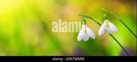 Galanthus nivalis oder gewöhnlicher Schneeglöckchen - blühende weiße Blumen im frühen Frühling im Wald, Panorama, Banner, Nahaufnahme Stockfoto