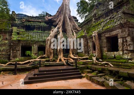 TA Prohm ist der moderne Name eines Tempels in Angkor, Provinz Siem Reap, Kambodscha, der im Bayon-Stil größtenteils im späten 12. Und frühen 13. Jahrhundert erbaut wurde Stockfoto