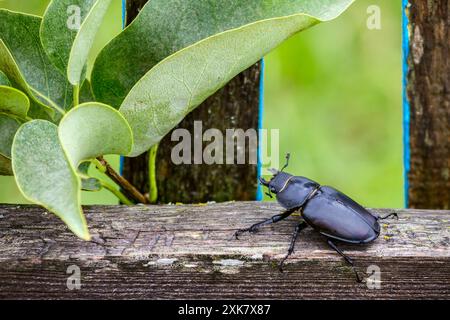 Weiblicher Hirschkäfer (Lucanus cervus), sitzt auf rustikaler Zaunnähe Stockfoto