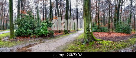 Naturlandschaft - Park mit Bäumen und Wegen neben den Palästen Augustusburg und Falkenlust, Stadt Brühl, Nordrhein-Westfalen, Deutschland Stockfoto