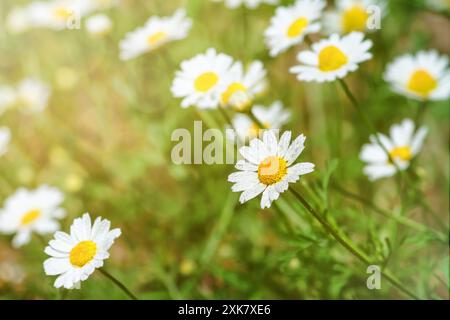 Kamille (Matricaria recutita), blühende Pflanzen auf der Frühlingswiese an einem sonnigen Tag, Nahaufnahme mit Platz für Text Stockfoto