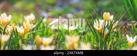 Hintergrund, Panorama, Banner mit Platz für Text - Nahaufnahme der blühenden Frühlingsblühpflanze der Familie der Iridaceae, weiße Krokusse, auf natürlichem bac Stockfoto