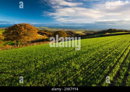 Patchworkfelder auf dem Land in der Nähe von Tedburn St. Mary, Devon, Südwestengland, Großbritannien, Europa Stockfoto