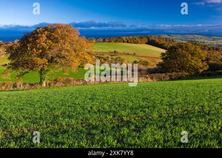 Patchworkfelder auf dem Land in der Nähe von Tedburn St. Mary, Devon, Südwestengland, Großbritannien, Europa Stockfoto