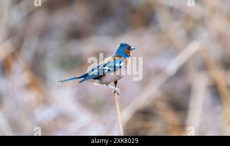 Ein gemeiner Chaffinch; Fringilla coelebs; thront auf einem schlanken Zweig; sein hellblaues und braunes Gefieder hebt sich vor dem verschwommenen Hintergrund des Trockenen ab Stockfoto