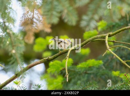 Eine Common Firecrest (Regulus ignicapilla), ein kleiner singvogel aus Großbritannien, liegt auf einem Zweig in einer dichten Waldlandschaft. Der Vogel ist zu t gerichtet Stockfoto