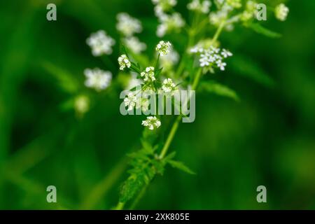 Eine Nahaufnahme der zarten weißen Kuhpapillie (Anthriscus sylvestris) blüht vor einem weichen grünen Hintergrund. Das Bild zeigt die komplizierte Deta Stockfoto