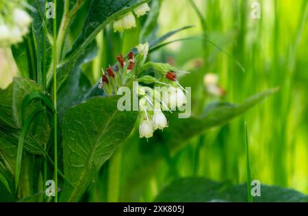 Nahaufnahme von weißen, kriechenden Blattblattblüten (Symphytum grandiflorum), die in der englischen Landschaft blühen. Die zarten Blumen sind umgeben Stockfoto