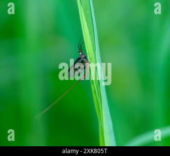Ein Drake Mackerel Mayfly, auch bekannt als Ephemera vulgata, ruht auf einem Grashalm in England. Die Flügel des Mayfly sind gefaltet und sein langer, schlanker bo Stockfoto