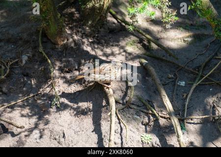 Ein junger Dunnock (Prunella modularis); gekennzeichnet durch sein braunes und graues Gefieder; thront auf einem Ast inmitten der Schatten und des Sonnenlichts eines englischen W Stockfoto