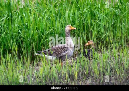 Eine Gans (Anser anser) steht in England im hohen Gras, hinter der eine andere Gans teilweise sichtbar ist. Die Gans zeigt nach vorne; mit ihrem h Stockfoto