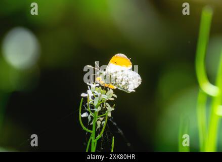 Ein männlicher Schmetterling mit Orangenspitze (Anthocharis cardamines) liegt auf einer weißen Blume auf einer grünen Wiese. Die Flügel des Schmetterlings sind ausgestreckt und zeigen sie Stockfoto