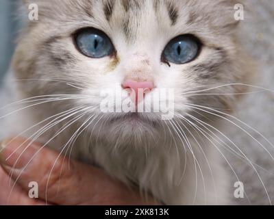 Schöne Nahaufnahme einer kleinen süßen Katze mit blauen Augen Stockfoto