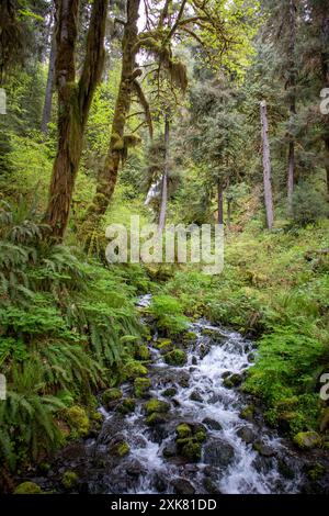 Ein ruhiger Fluss fließt durch den üppigen und grünen Hoh Rainforest im Bundesstaat Washington. Hochwertige Fotos Stockfoto