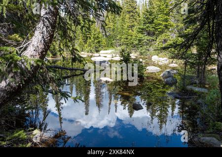 Wald und Wolken spiegeln sich am sonnigen Sommernachmittag im ruhigen Teich am Lake Isabelle Trail in Brainard Lake Recreation Area, Colorado. Stockfoto