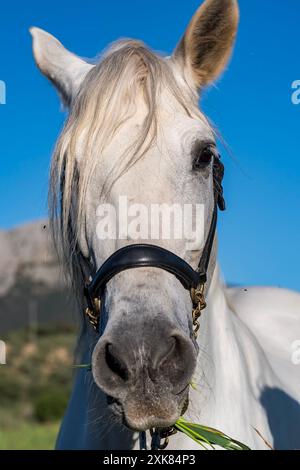 Paris, Ile de France, Frankreich. April 2024. Majestätisches andalusisches Pferd durchstreift die üppige spanische Landschaft, eine Vision von Schönheit inmitten grüner Felder. (Kreditbild: © Walter Arce/ZUMA Press Wire) NUR REDAKTIONELLE VERWENDUNG! Nicht für kommerzielle ZWECKE! Stockfoto