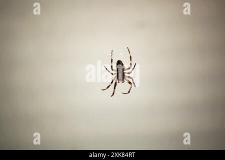 Die große Spinne hängt an einem Fenster und wartet auf Beute im Netz. Blick von hinten. Gestreifte Beine. Shaggy Stockfoto