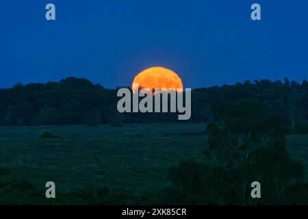 Bramshaw, Hampshire, England, Vereinigtes Königreich, 21. Juli, 2024. Vollmond steigt über den Baumkronen des New Forest auf. Stockfoto