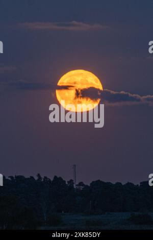 Bramshaw, Hampshire, England, Vereinigtes Königreich, 21. Juli, 2024. Vollmond steigt über den Baumkronen des New Forest auf. Stockfoto