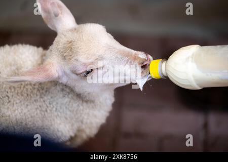 Ein kleines weißes Wolllammbaby, das in einem Stift steht und aus einer Plastikflasche ernährt. Die dicke weiße Milch tropft beim Füttern aus dem Mund des Schafes. Stockfoto