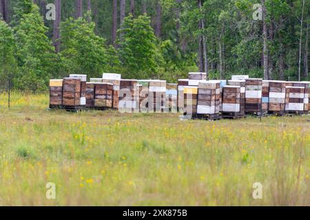 Mehrere farbenfrohe, künstliche Holzkistenbienhäuser mit Bäumen dahinter und einem grasbewachsenen Feld im Vordergrund. Die Holzkisten sind hell gestrichen Stockfoto