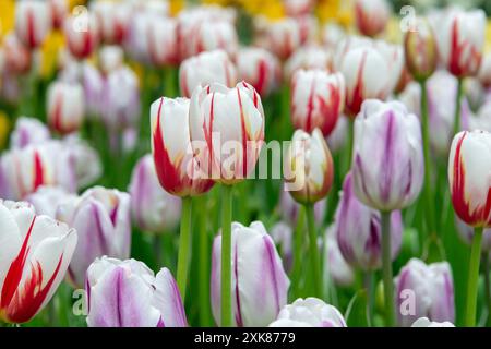 Mehrere rote und weiße Canada 150 Tulpenzwiebeln in einem Blumenbeet. Ein wenig gelb an der Basis der langen violetten Stiele, wenn sie sich zur Sonne hin beugen. Stockfoto