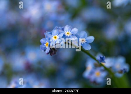 Ein Garten mit zarten Periwinkeln vergiss mich nicht, Myosotis skorpioides. Die hohen, behaarten Stängelpflanzen haben jeweils eine Blume mit sechs Blütenblättern und Blau. Stockfoto