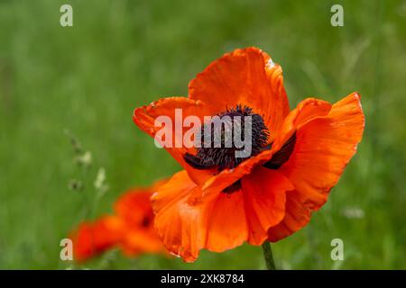 Ein Makro eines einzelnen orientalischen Mohns, der in einem Garten aus grünem Gras blüht. Die einzelnen orangefarbenen Krepppapierblätter umgeben eine violette Mitte. Stockfoto