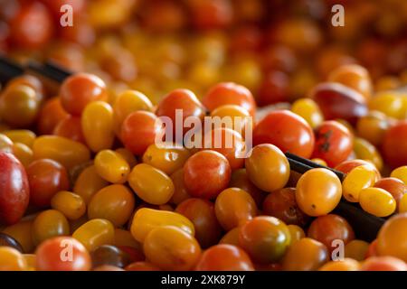 Eine Vielzahl von frisch angebauten runden Tomaten. Die Früchte sind gelb, orange und pflaumenfarben und bestehen aus einer Fantastico- oder Kirschtomatensorte. Stockfoto