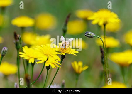 Eine Honigbiene (APIs mellifera) sammelt Pollen auf einer gelben Katzenohrpflanze (Hypochaeris radicata), einem gewöhnlichen Gras, das auf No Mow May, Surrey, Großbritannien, gedeiht Stockfoto